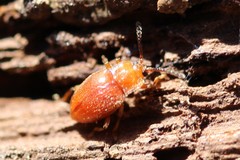 Danae testacea