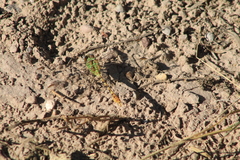 Erpetogomphus crotalinus