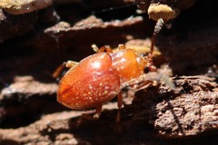 Danae testacea