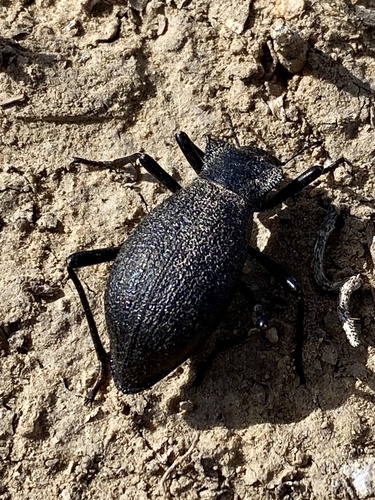 Philolithus elatus photo 2