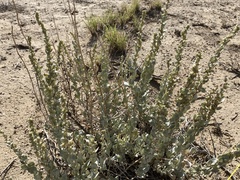 Atriplex obovata