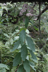 Spiraea × pyramidata