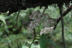 Spiraea × pyramidata