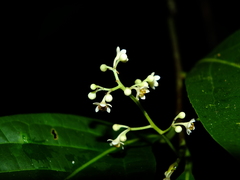 Licaria