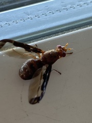 Diacrita