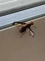 Diacrita
