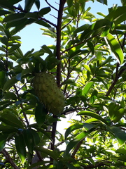 Annona