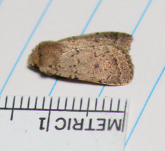 Homorthodes communis