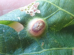 Callirhytis quercusfutilis