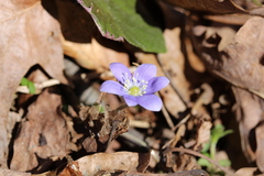 Hepatica