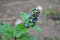 Ajuga forrestii