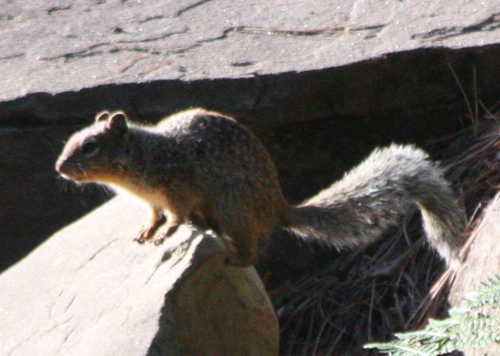 Otospermophilus variegatus