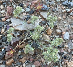 Lasiopogon