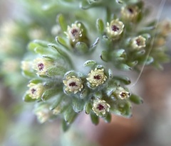 Lasiopogon