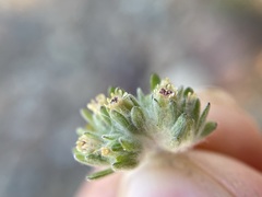 Lasiopogon