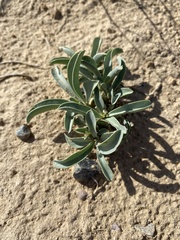 Penstemon lentus lentus