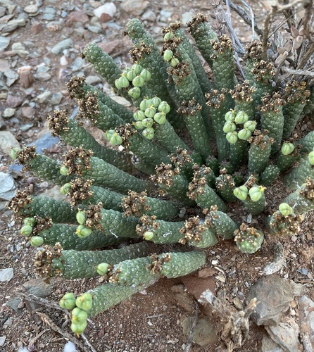 Image of Euphorbia colliculina by (c) Matt Berger, some rights reserved (CC BY)