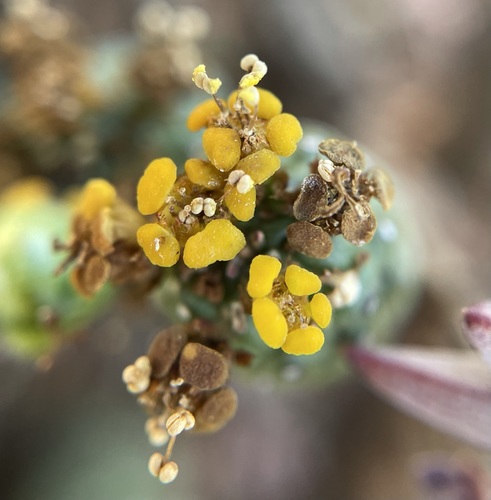 Image of Euphorbia colliculina by (c) Matt Berger, some rights reserved (CC BY)