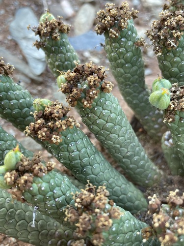 Image of Euphorbia colliculina by (c) Matt Berger, some rights reserved (CC BY)