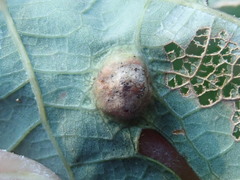 Callirhytis quercusfutilis