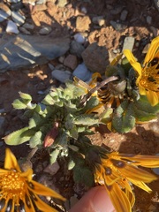Gazania heterochaeta