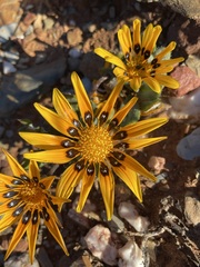 Gazania heterochaeta