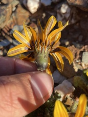 Gazania heterochaeta