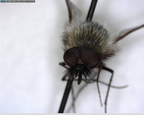 iNaturalist observation photo of Conophorus