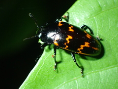 Pselaphacus curvipes