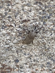 Sphenophorus minimus