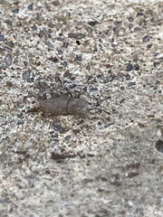 Sphenophorus minimus