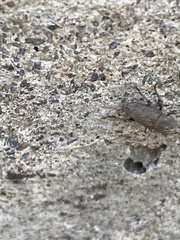 Sphenophorus minimus