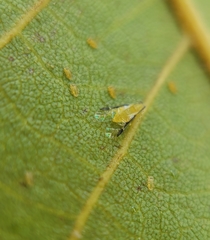 Monellia caryella