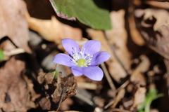 Hepatica