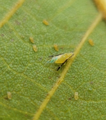 Monellia caryella