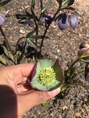 Helleborus purpurascens
