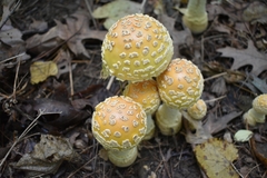 Amanita muscaria guessowii