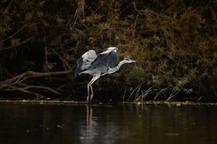 Ardea cinerea