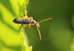 Cantharis nigricans