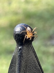Oxyopes elegans