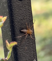 Oxyopes elegans