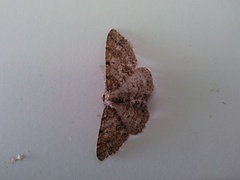 Melanolophia imitata