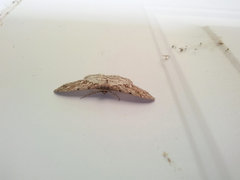 Melanolophia imitata