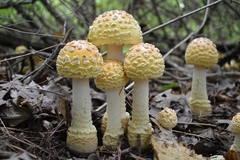 Amanita muscaria guessowii