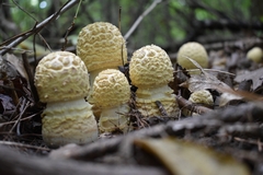 Amanita muscaria guessowii
