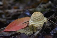 Amanita muscaria guessowii