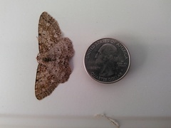 Melanolophia imitata