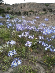 Leucocoryne coquimbensis