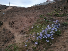 Leucocoryne coquimbensis