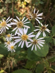 Eurybia furcata